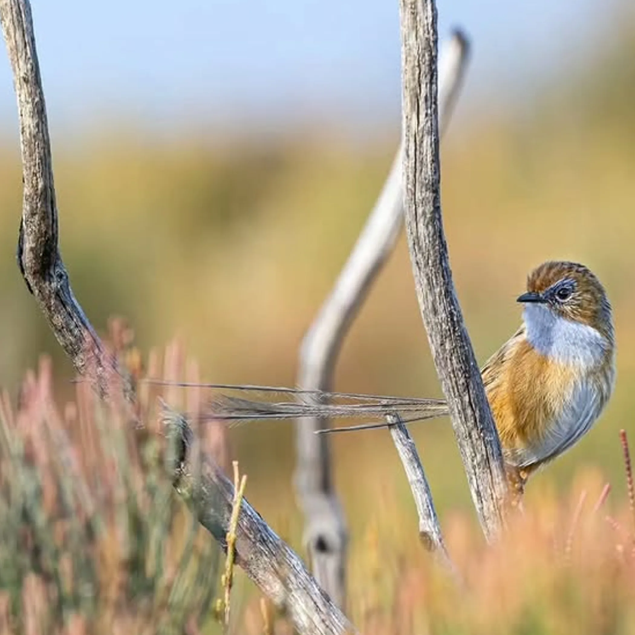wildlife in australian national park